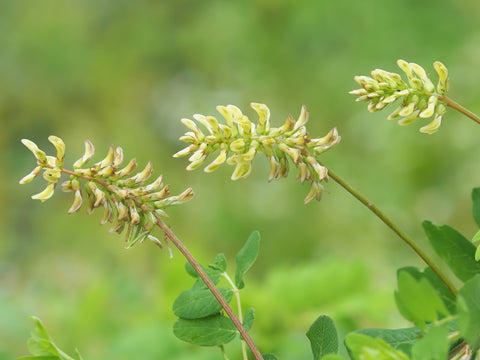 Hochwertiges Astragalus-Extrakt