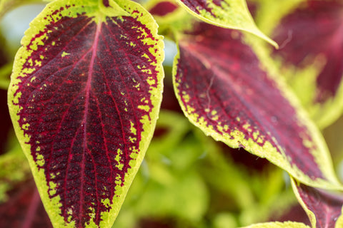 Was ist Forskolin?