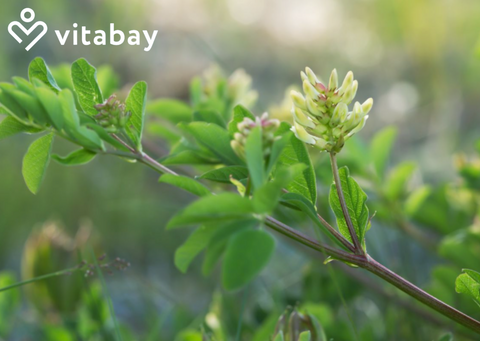 High-quality Astragalus Extract