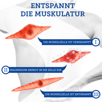 Original Zechstein Magnesium Gel - Magnesiumchlorid - dermatologisch klinisch getestet (250 ml)