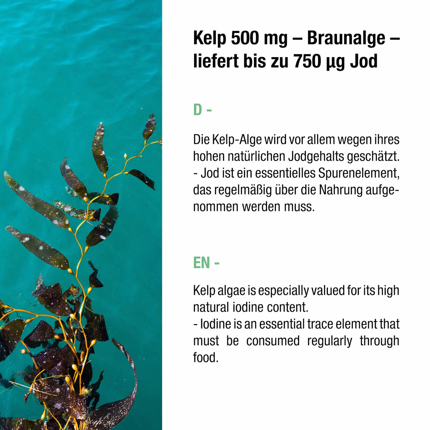 Kelp 500 mg – Braunalge  – 250 Kapseln