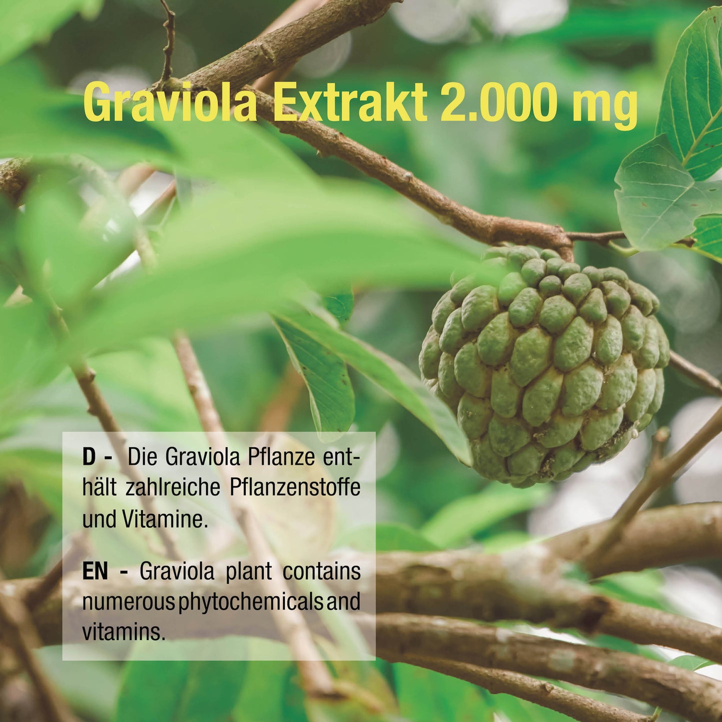 Graviola Extrakt 2.000 mg - 90 vegane Kapseln