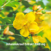 Johanniskraut Extrakt 2000 mg - 90 vegane Kapseln