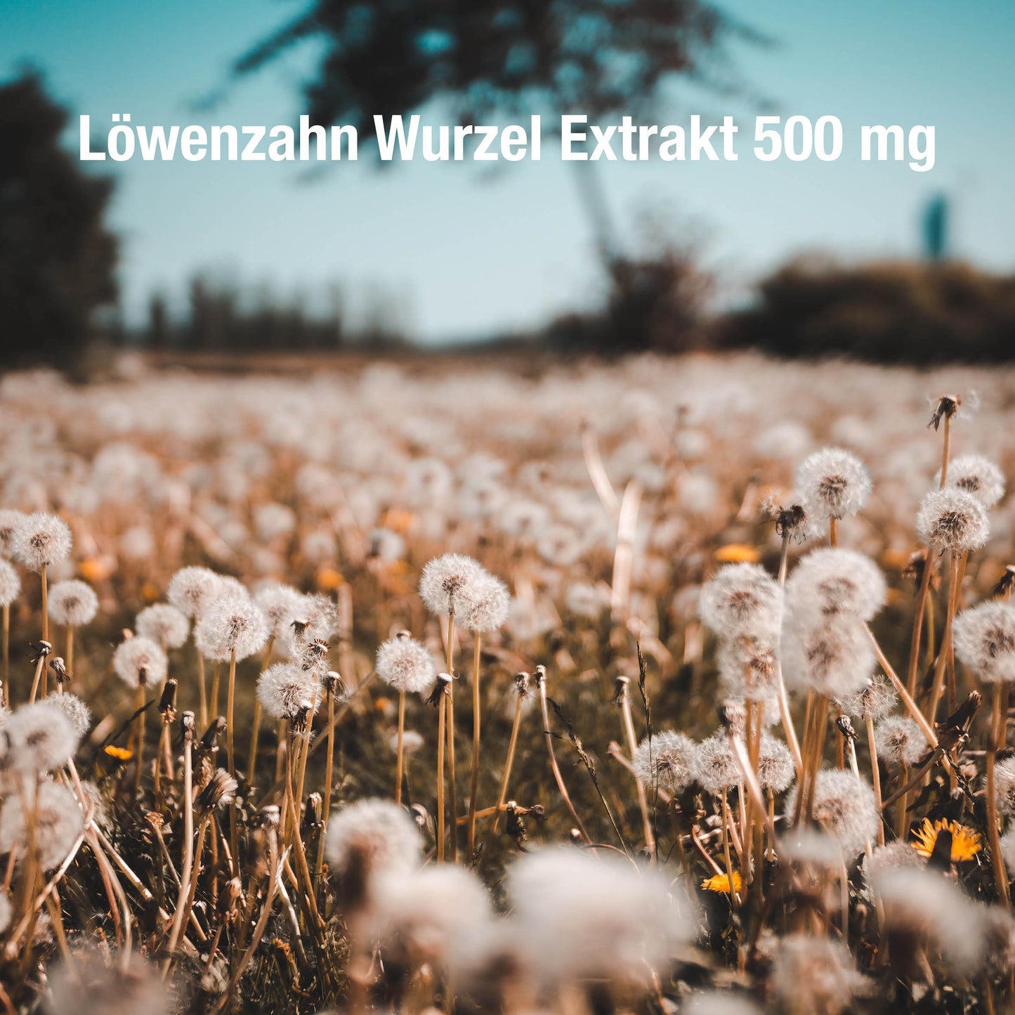 Löwenzahn Wurzel Extrakt 500 mg - 120 vegane Kapseln